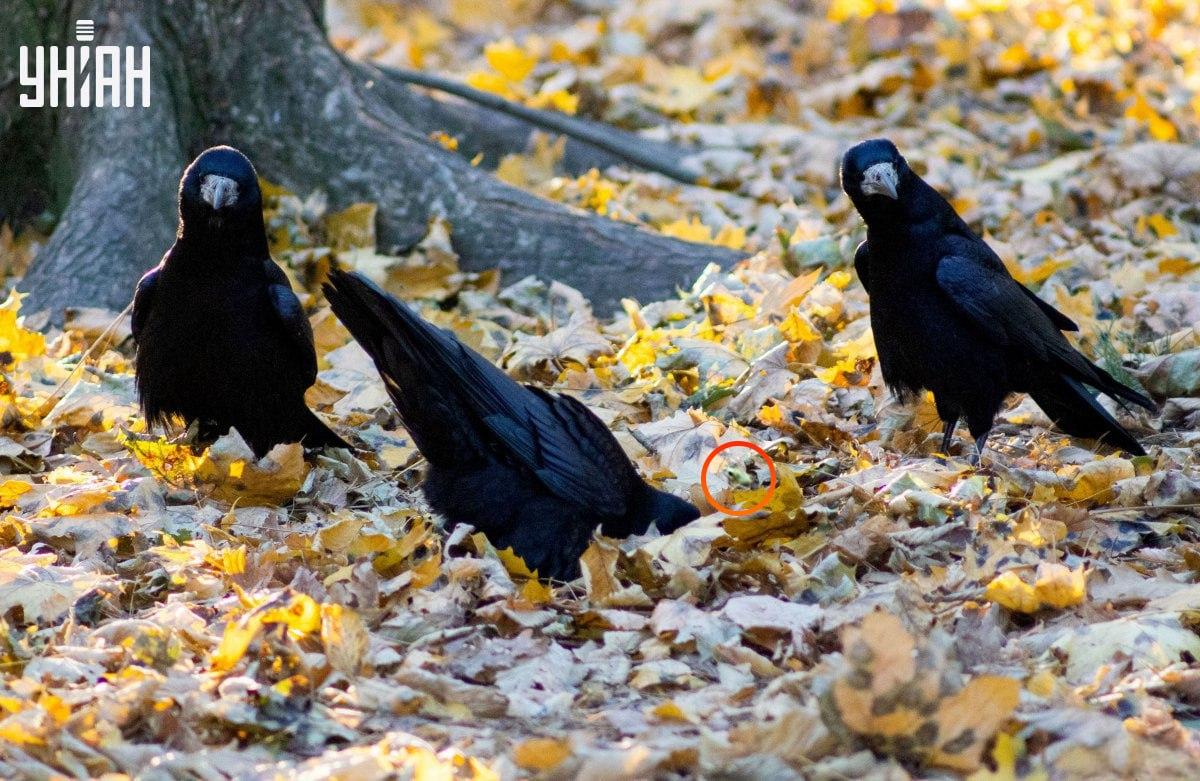 Žaba je bila skoraj v središču sestavljanke / kolaž iz fotografije Moje