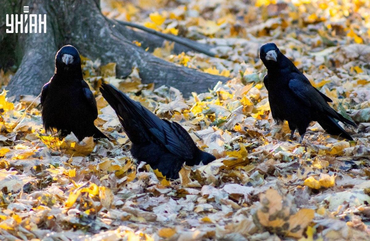 Hitro poišči žabo na sliki / kolaž s fotografijo Moje