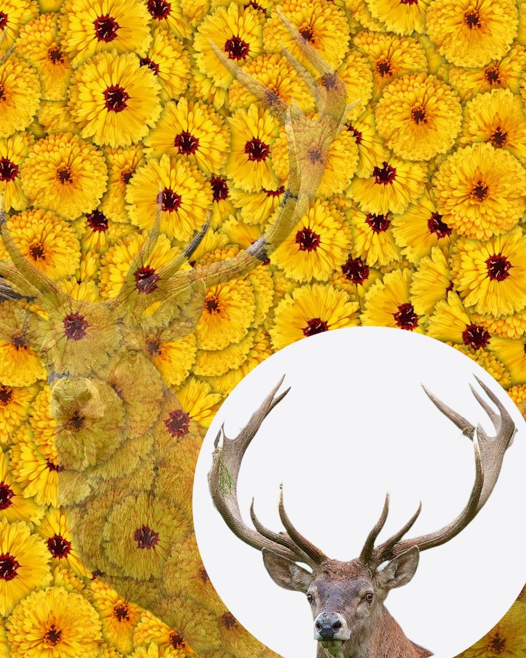 Samo 1 od 10 ljudi bo v 7 sekundah na sliki našel jelena: zelo zapletena prevara