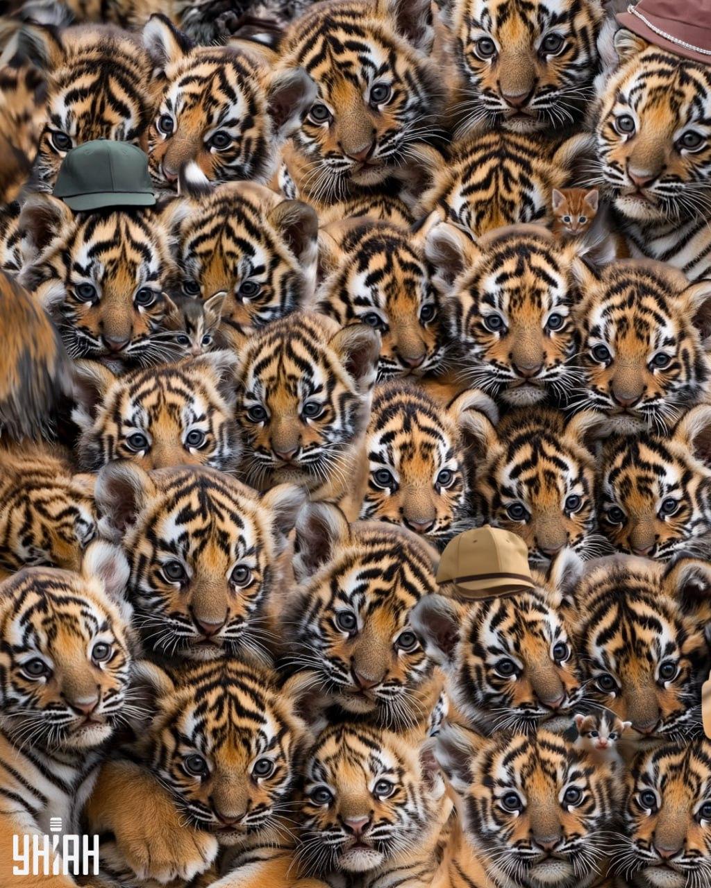 Med tigri poiščite tri mačkone / Moje