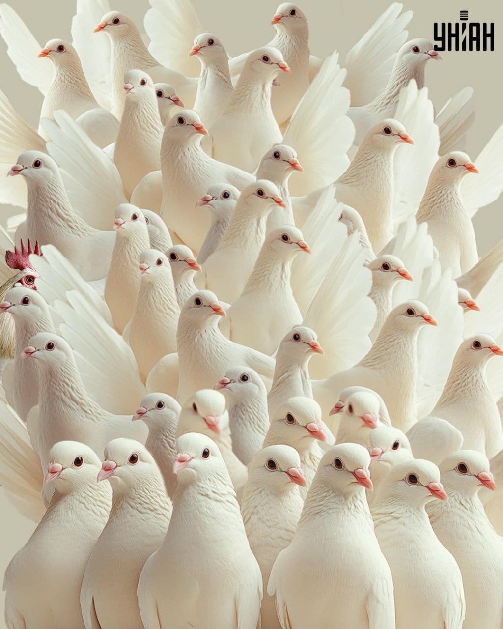 Slika uganke z golobi in skritim petelinom