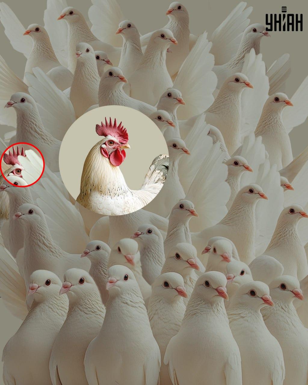 Rešitev uganke z označenim petelinom