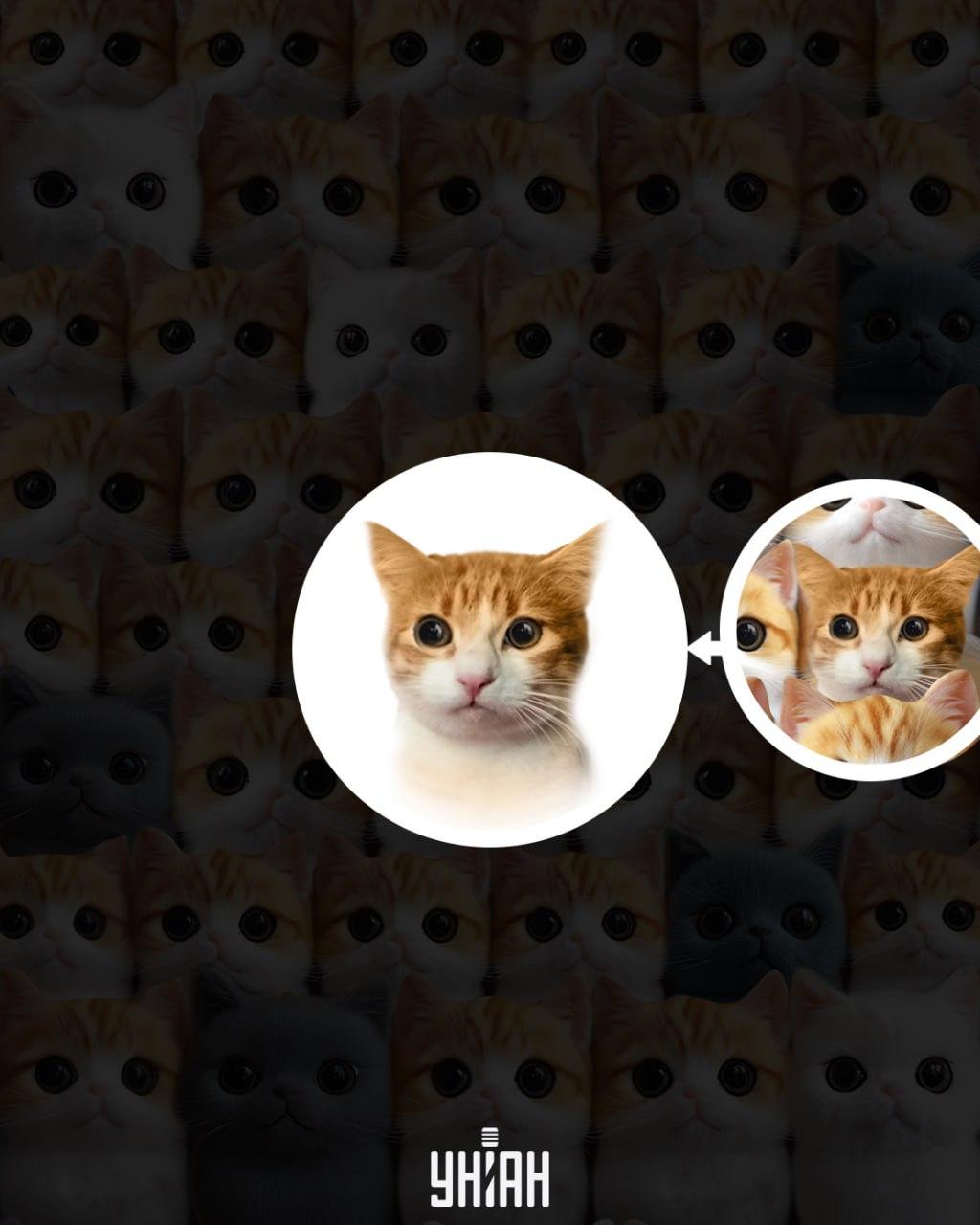 Kolaž Moje z rešitvijo Kolaž Moje z rešitvijo