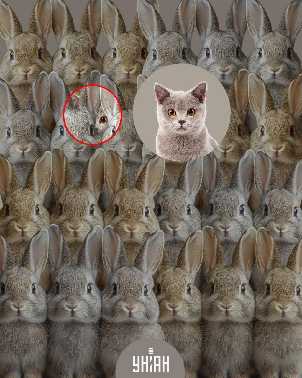 Kolaž Moje z rešitvijo Kolaž Moje z rešitvijo