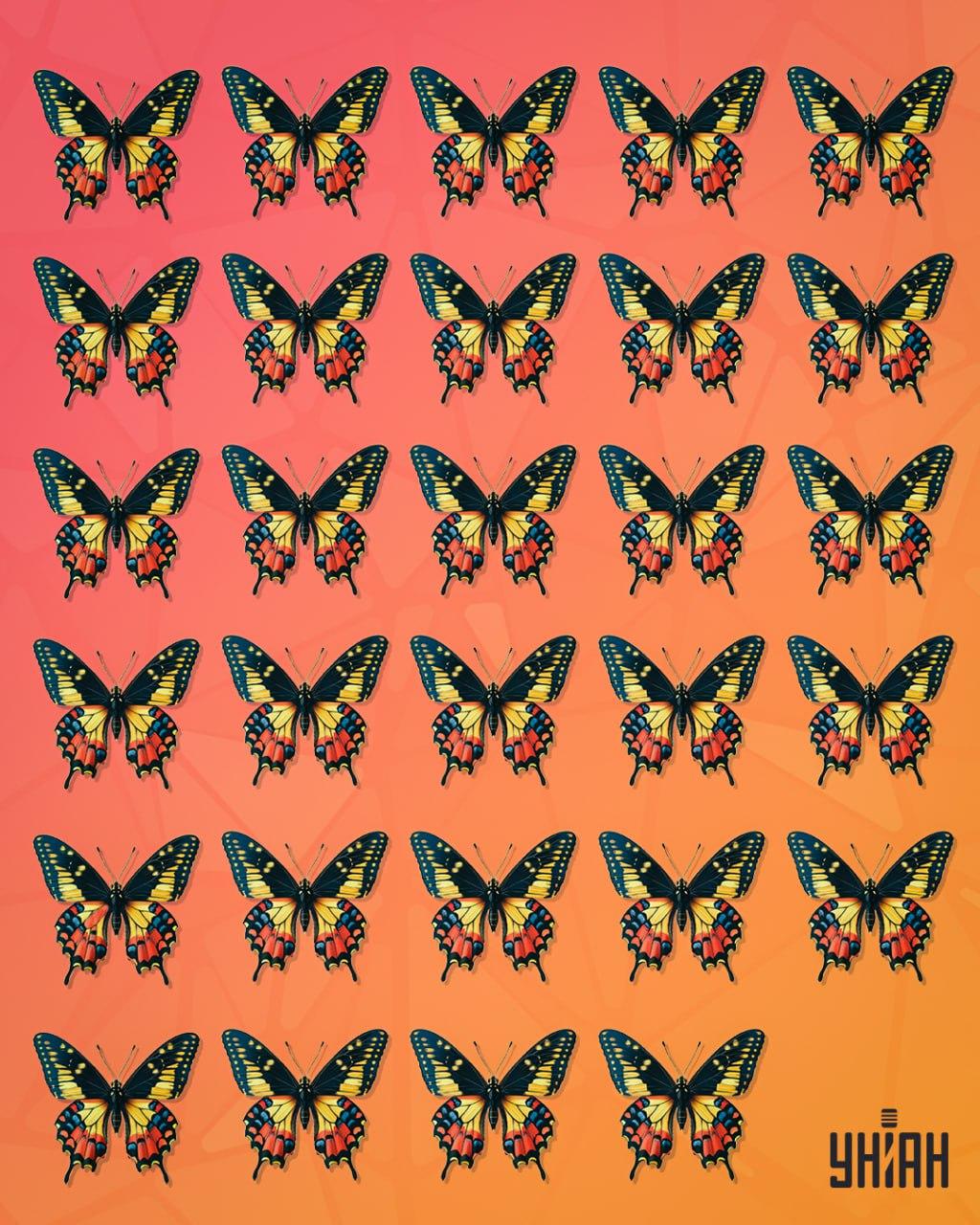 Metulja, za katerega lahko rečemo, da je čuden, je treba izslediti / kolaž Moje