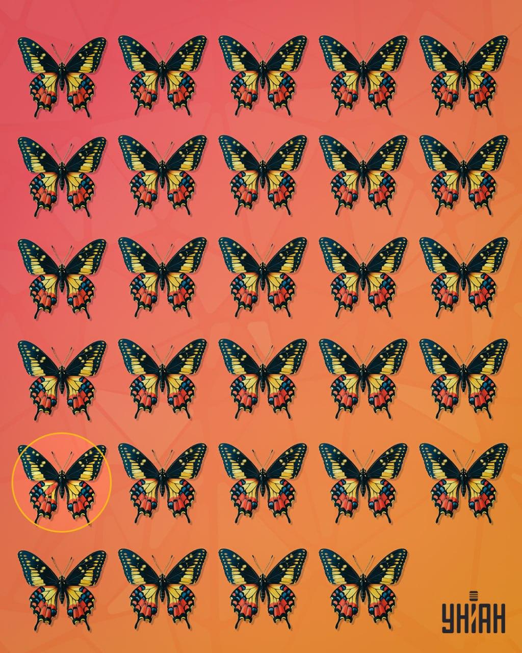 Nenavadni metulj je bil v drugi vrsti od spodaj na sliki / kolaž Moje