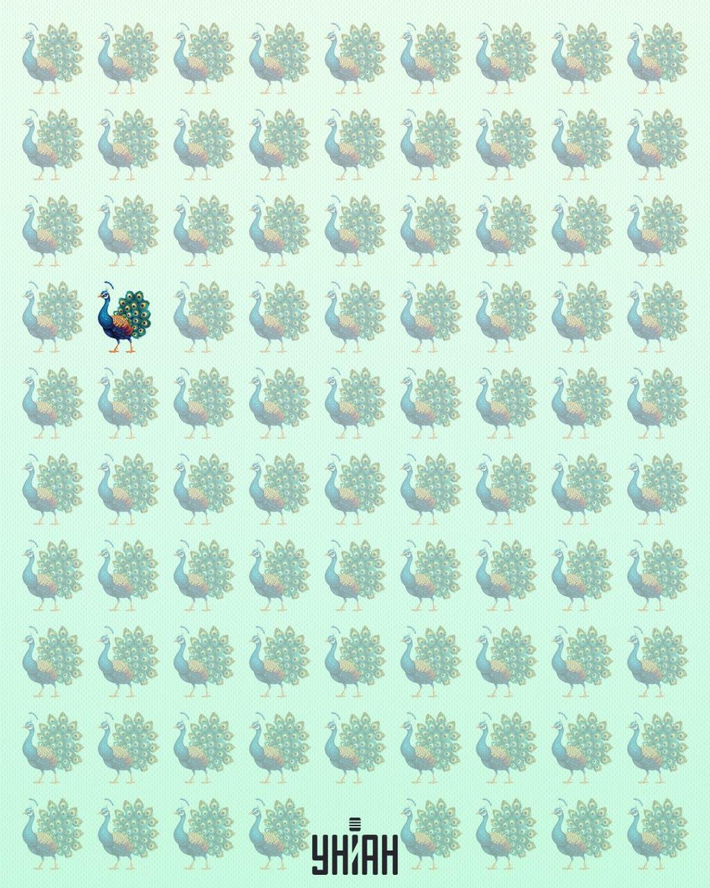 Čudaški pav je bil v pravem delu optične uganke / kolaž Moje