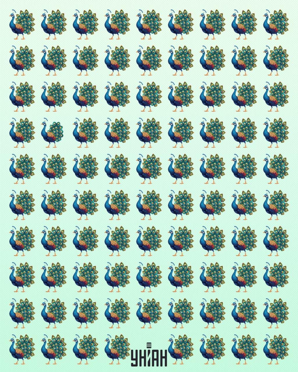 Potrebno je najti pavjega čudaka / kolaž Moje