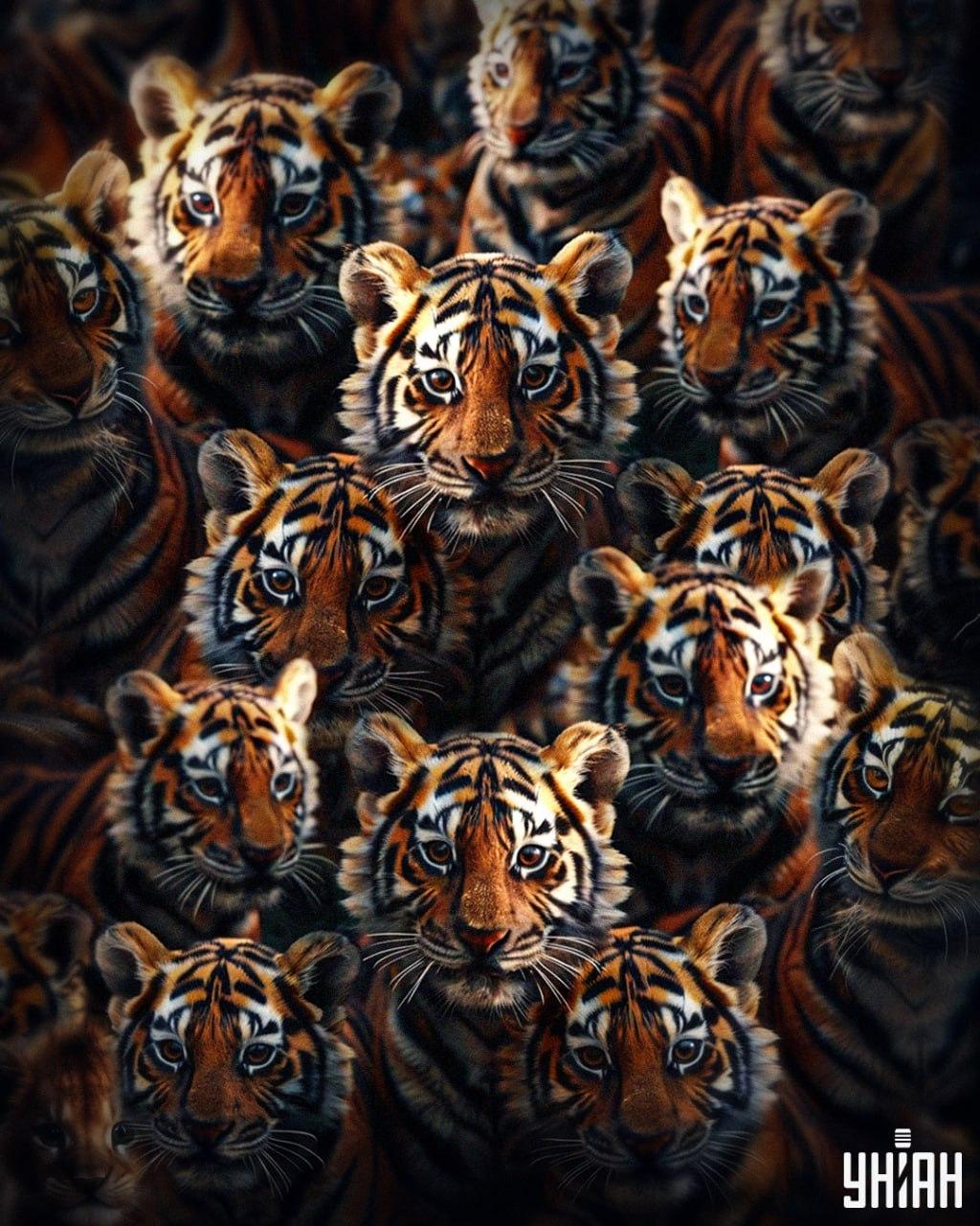 Za iskanje levjega mladiča med tigri je potrebnih 8 sekund / kolaž Moje