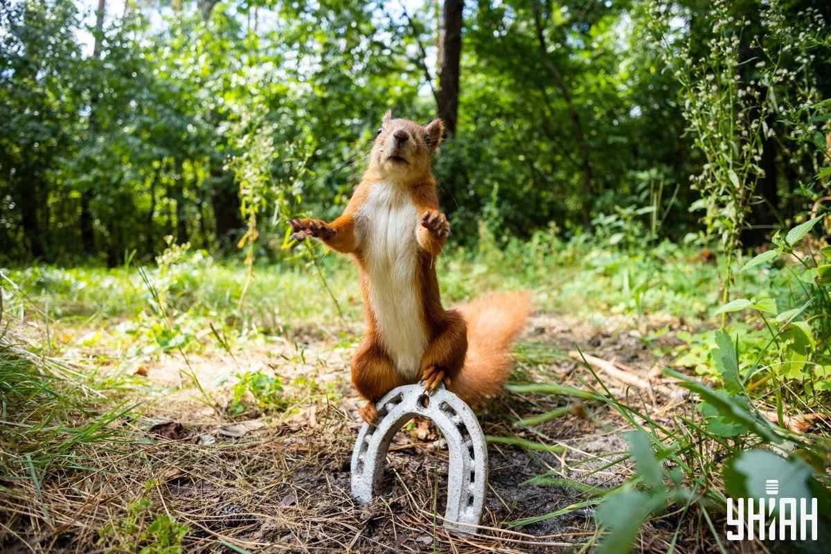 Pravočasno najdite zvitega psa / kolaž s fotografijo Moje