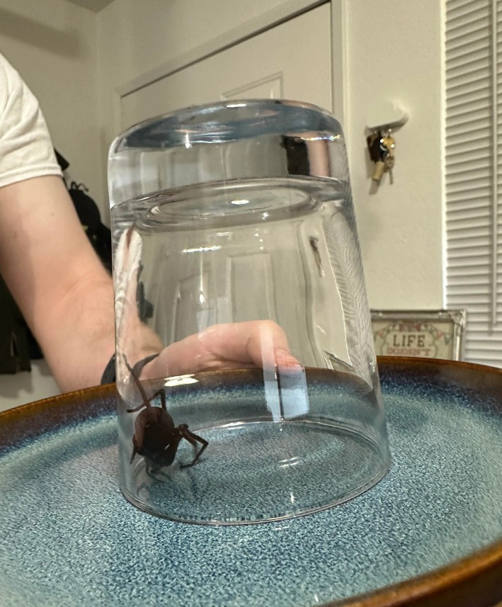 Ženska je iz Afrike prinesla pajka Ženska prinesla pajka iz Afrike