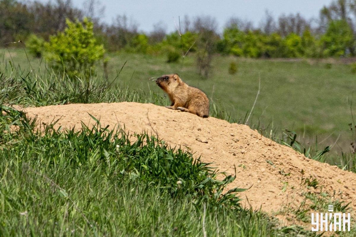 Najti moramo metulja / kolaž Moje Najti moramo metulja / kolaž Moje