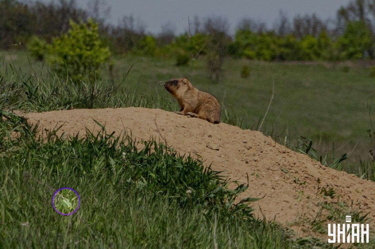 Metulj je bil blizu enega od spodnjih vogalov slike / kolaž Moje Metulj se je nahajal blizu enega od spodnjih kotov slike / kolaž Moje