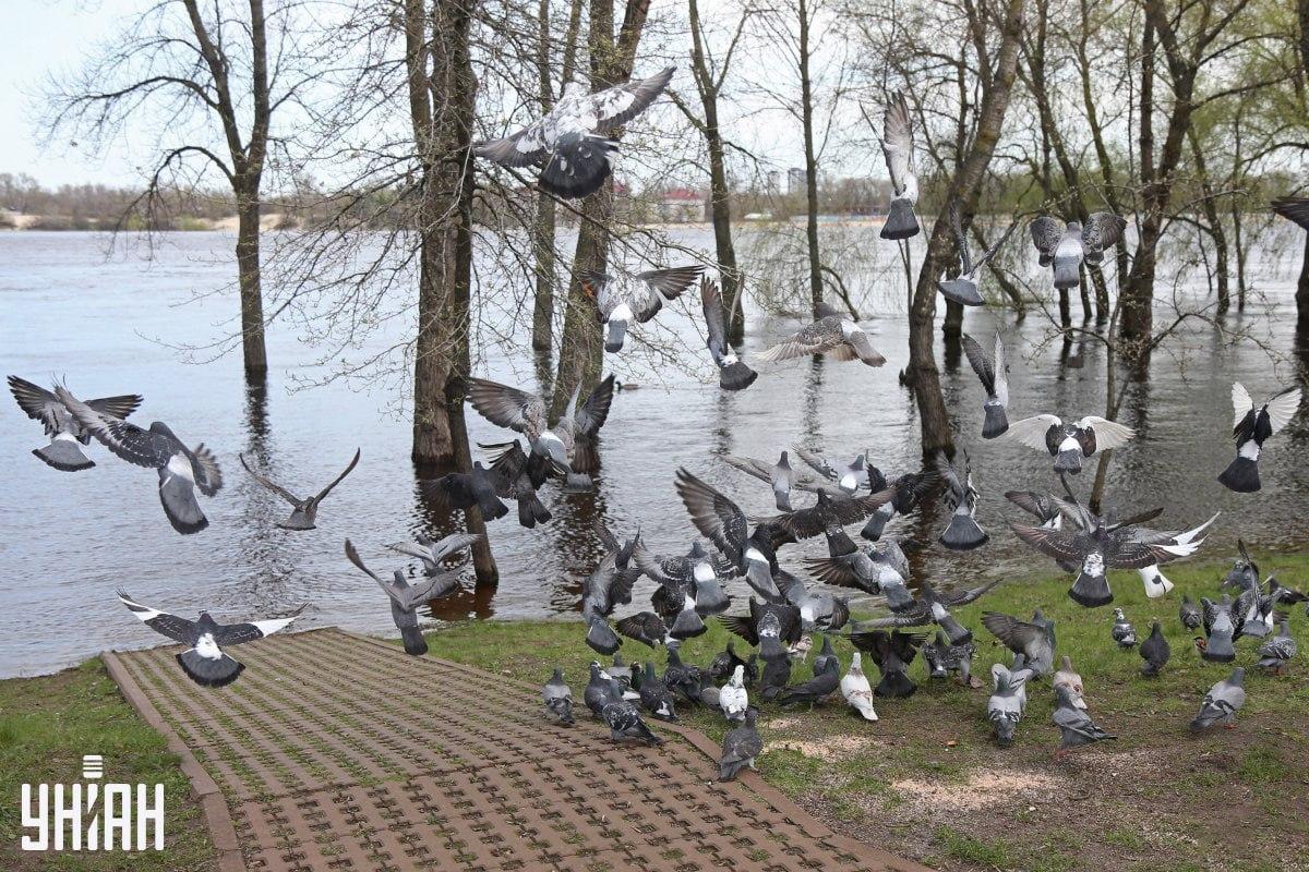 Prvotna fotografija za iskanje vrabca