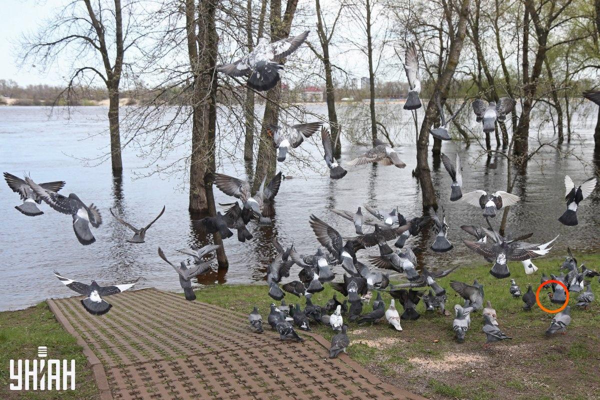 Fotografija z označenim vrabcem