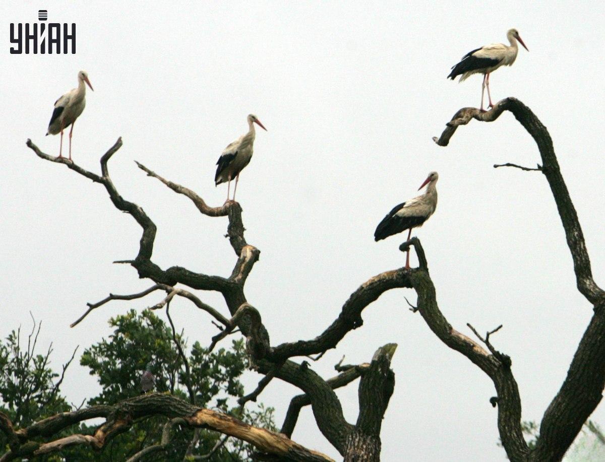 Fotografija štorkelj in golob