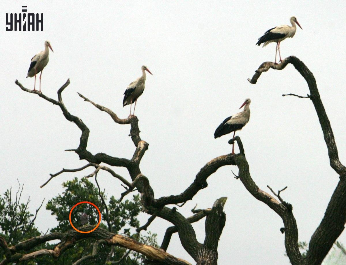 Fotografija z označenim golobom