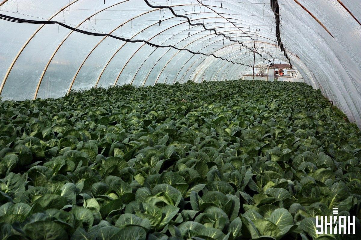 Iluzija s skritim zajčkom v zelju