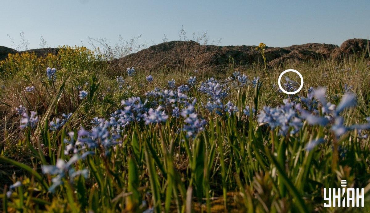 Iluzija s konji in kozo