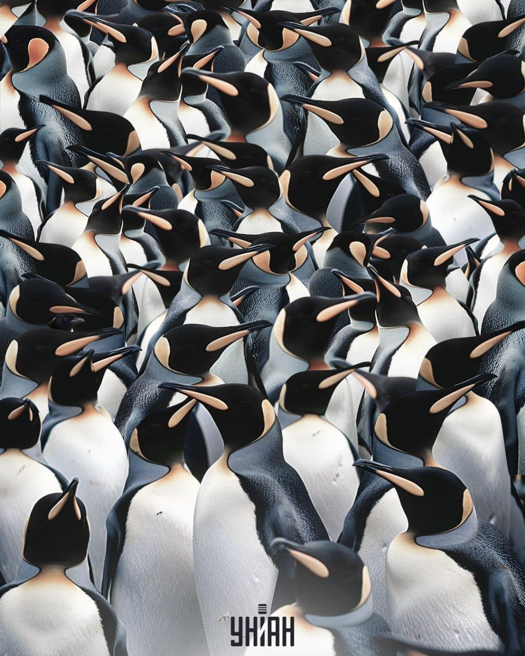 Med kupom pingvinov je treba najti strako / kolaž Moje Med kupom pingvinov je treba najti strako / kolaž Moje