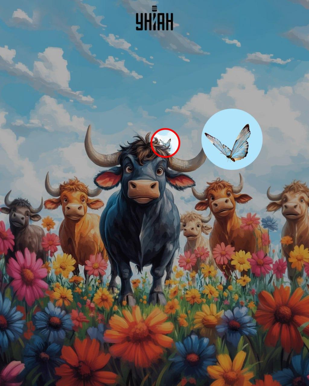 Povečava, ki prikazuje metulja, skritega na rogu krave.