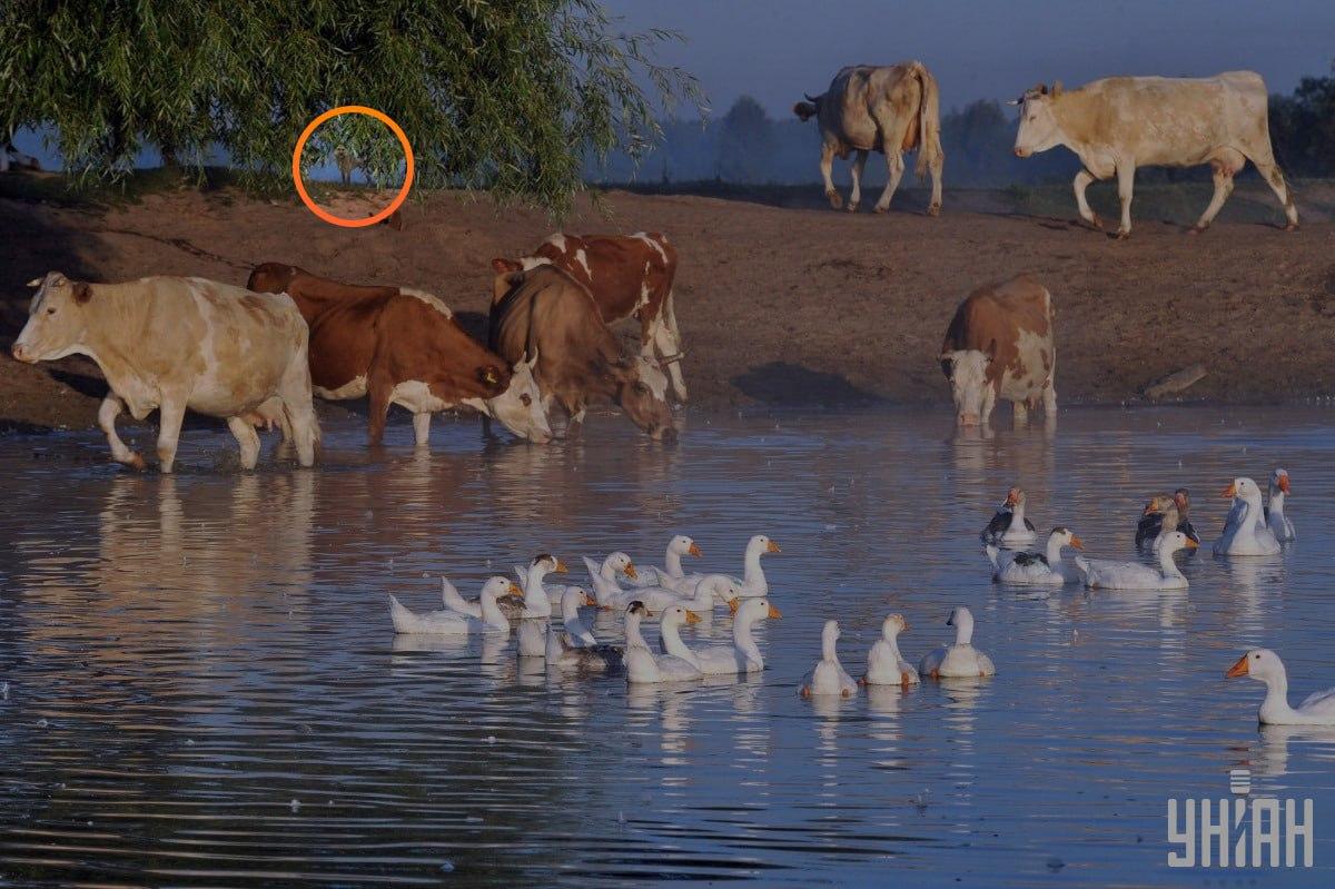 Pes je bil pod vejami drevesa / kolaž s fotografijo Moje