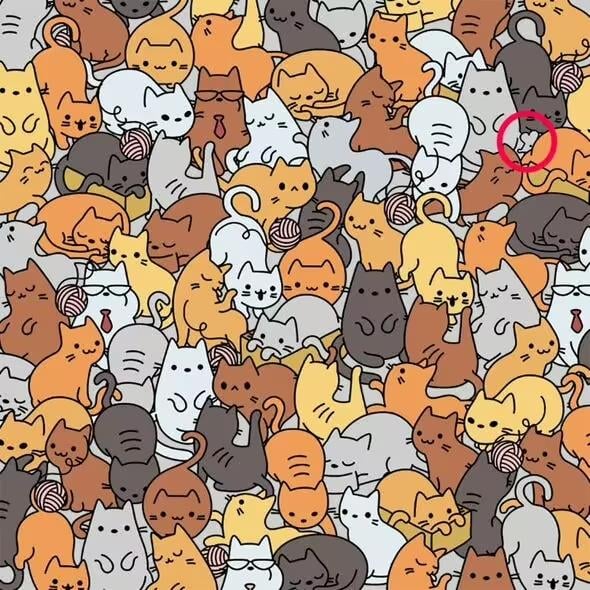 Rešitev / Everypaw Zavarovanje za hišne ljubljenčke