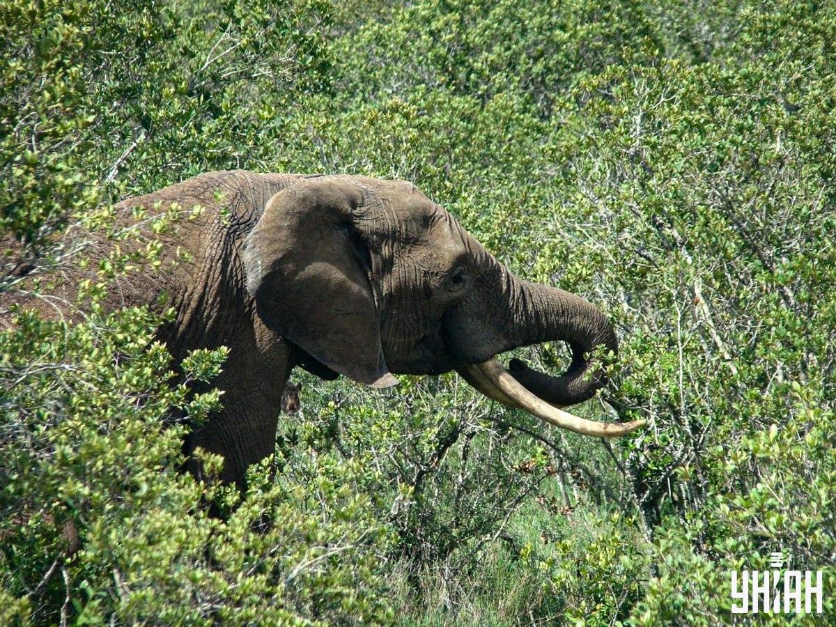 Iskanje divjega prašiča v samo 10 sekundah / kolaž s fotografijo Moje