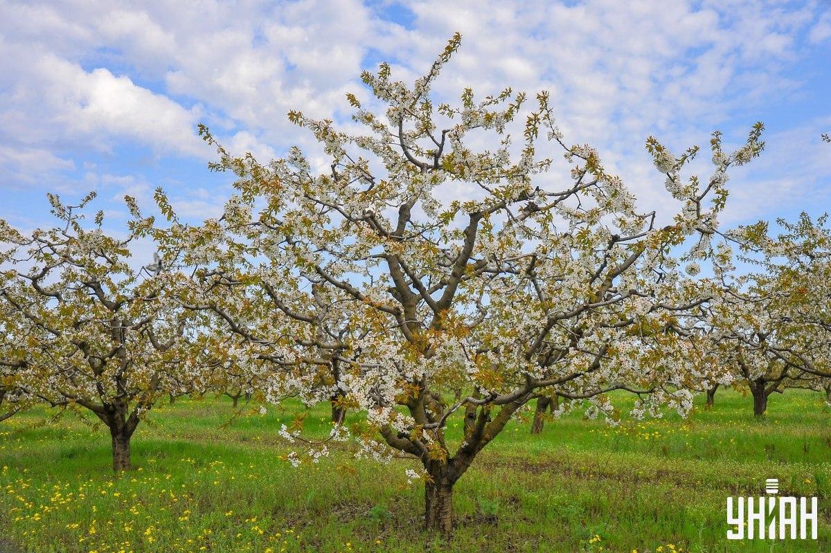 Pravočasno poiščite goloba na sestavljanki / kolaž s fotografijo Moje