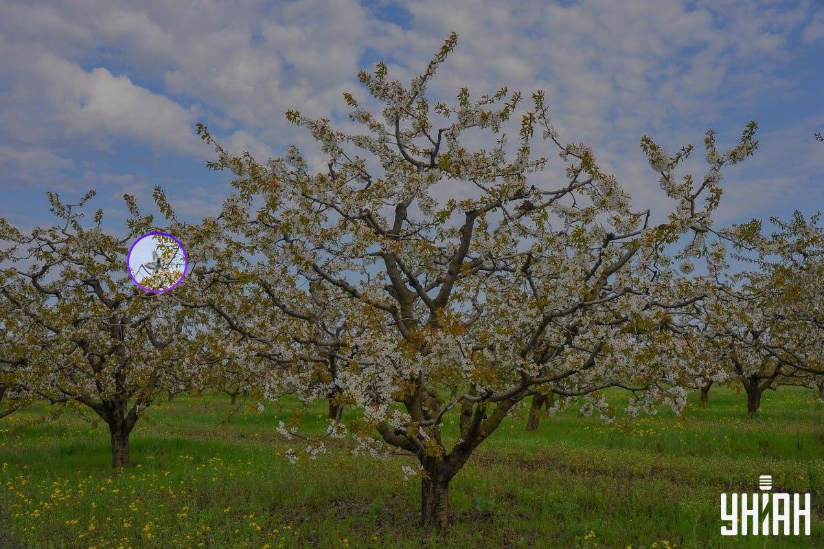 Ptica je bila ob desni strani slike / kolaž s fotografijo Moje