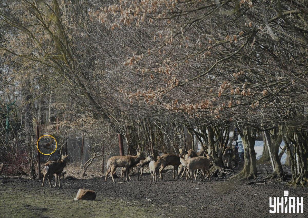 Fotografija Moje z označeno vrano