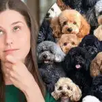 Dobro med ovcami, a med psi je težko najti ovco: