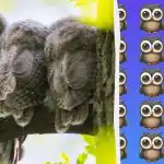 Izjemno težka uganka: v 11 sekundah morate najti redko sovo