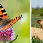 Metulja morate najti v 7 sekundah, vsi pa lahko vidijo