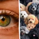 Poiščite ovco med psi v 7 sekundah: uganka s "pastjo"