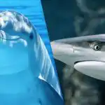 Presenetljivo težka uganka: v 9 sekundah morate med delfini najti