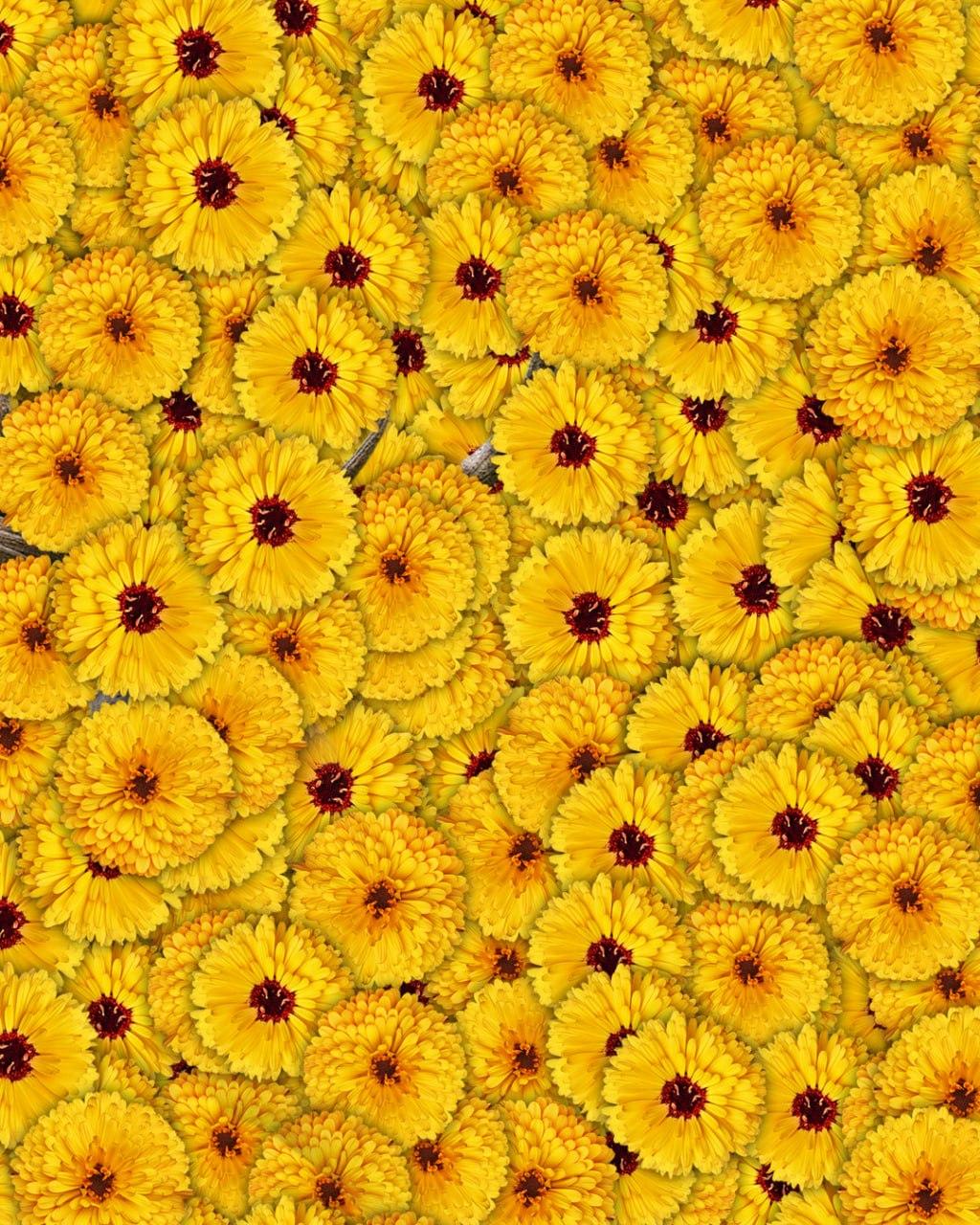 Samo 1 od 10 ljudi bo v 7 sekundah na sliki našel jelena: zelo zapletena optična prevara