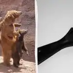 V 7 sekundah poiščite mačko v živalskem vrtu: zelo zahtevna