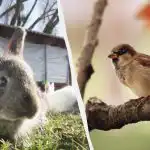 Vrabca bodo v 10 sekundah našli le ljudje z izjemnimi sposobnostmi: zanimiva ugankarska igra Vrabca bodo v 10 sekundah našli le ljudje z izjemnimi