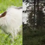 Vsi vidijo konja, le redki pa bodo v 12 sekundah