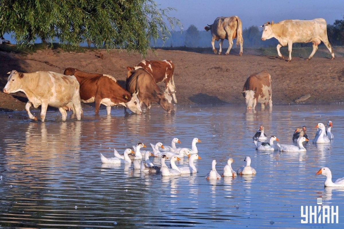 Poišči psa v manj kot 10 sekundah / kolaž s fotografijo Moje
