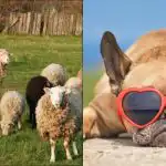 Vsi vidijo ovco, psa pa bodo v 8 sekundah našli