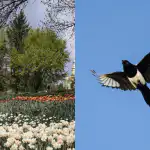 Vsi vidijo rože, a samo talent lahko v 5 sekundah najde sroko: edinstvena ugankarska igra Vsi vidijo rože, a samo talent lahko v 5 sekundah